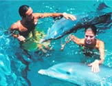 A couple swimming with dolphins